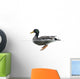 Side view of a Mallard floating on the water, Anas platyrhynchos 