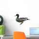 Side view of a Mallard floating on the water, Anas platyrhynchos 