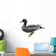 Side view of a Mallard floating on the water, Anas platyrhynchos 