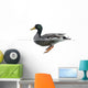 Side view of a Mallard floating on the water, Anas platyrhynchos 