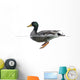 Side view of a Mallard floating on the water, Anas platyrhynchos 