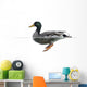Side view of a Mallard floating on the water, Anas platyrhynchos 