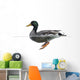 Side view of a Mallard floating on the water, Anas platyrhynchos 