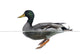 Side view of a Mallard floating on the water, Anas platyrhynchos 