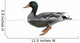 Side view of a Mallard floating on the water, Anas platyrhynchos 