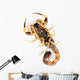 Brown Scorpion Wall Decal