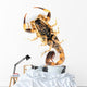 Brown Scorpion Wall Decal