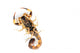 Brown Scorpion Wall Decal