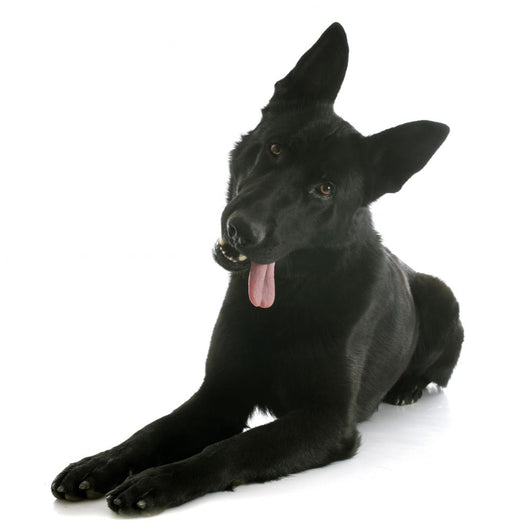 Black German Shepherd Wall Decal