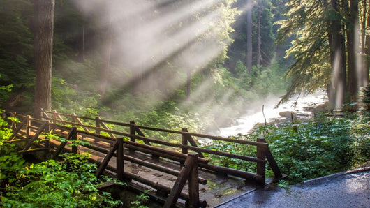 Sunlight through the steam at Sol duc's natural hot springs in Olympic National Park, Washington Wall Mural