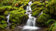 Green moss covered rocks along a stream on the way to Sol Duc falls in the rain forest of Olympic National park, Washington Wall Mural