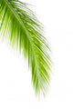 Leaves of Palm Tree 