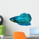 siamese fighting fish , betta isolated on white background 