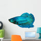 siamese fighting fish , betta isolated on white background 