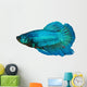 siamese fighting fish , betta isolated on white background 