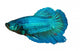 siamese fighting fish , betta isolated on white background 