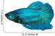 siamese fighting fish , betta isolated on white background 