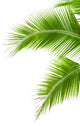 Leaves of palm tree isolated on white background 