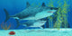 Pleistocene Megalodon Shark Wall Mural