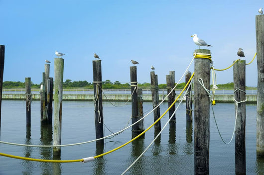 Pier Wall Mural
