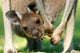 Australian Kangaroos 