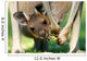 Australian Kangaroos 
