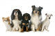 Five Dogs 