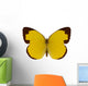 Chocolate Grass Yellow Butterfly 