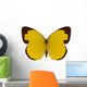 Chocolate Grass Yellow Butterfly 
