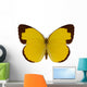 Chocolate Grass Yellow Butterfly 