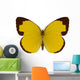 Chocolate Grass Yellow Butterfly 