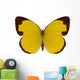 Chocolate Grass Yellow Butterfly 