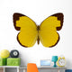 Chocolate Grass Yellow Butterfly 