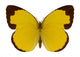 Chocolate Grass Yellow Butterfly 
