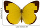 Chocolate Grass Yellow Butterfly 