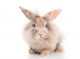 Kleines Kaninchen Freisteller 
