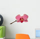 Orchid Isolated 
