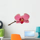 Orchid Isolated 