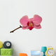Orchid Isolated 