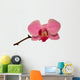 Orchid Isolated 