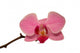 Orchid Isolated 