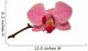 Orchid Isolated 