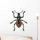 Exotic Weevil Pachyrhynchus Loheri 