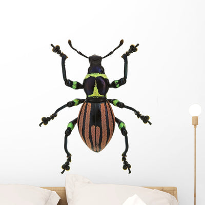 Exotic Weevil Pachyrhynchus Loheri shown on a wall