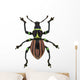 Exotic Weevil Pachyrhynchus Loheri 
