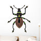 Exotic Weevil Pachyrhynchus Loheri 