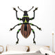 Exotic Weevil Pachyrhynchus Loheri 