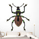 Exotic Weevil Pachyrhynchus Loheri 