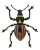 Exotic Weevil Pachyrhynchus Loheri 