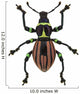 Exotic Weevil Pachyrhynchus Loheri 
